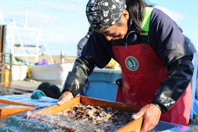 収穫をめざしてホタテの稚貝を選別する漁師