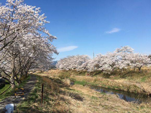 小高川沿いの桜が満開
