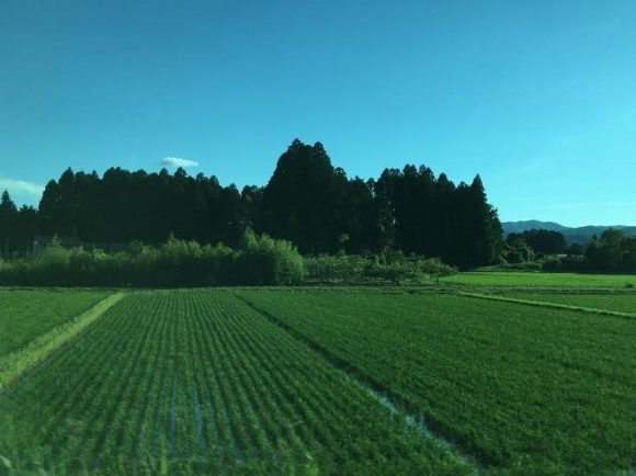 田んぼにはきれいな緑色が広がります。