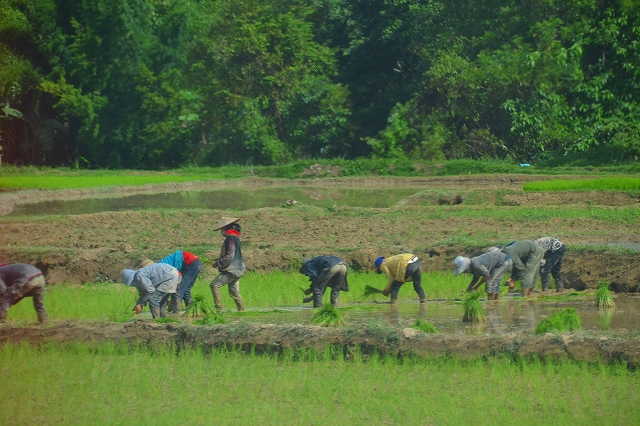 村の子どもたちは畑仕事の手伝いをしています