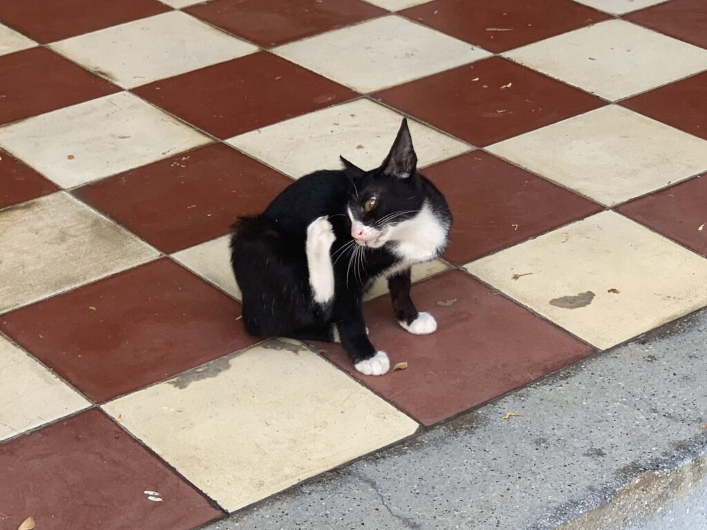 カンボジアの王宮で暮らす猫